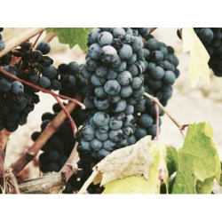 Aerodynamic Aluminum Watch fr-FR